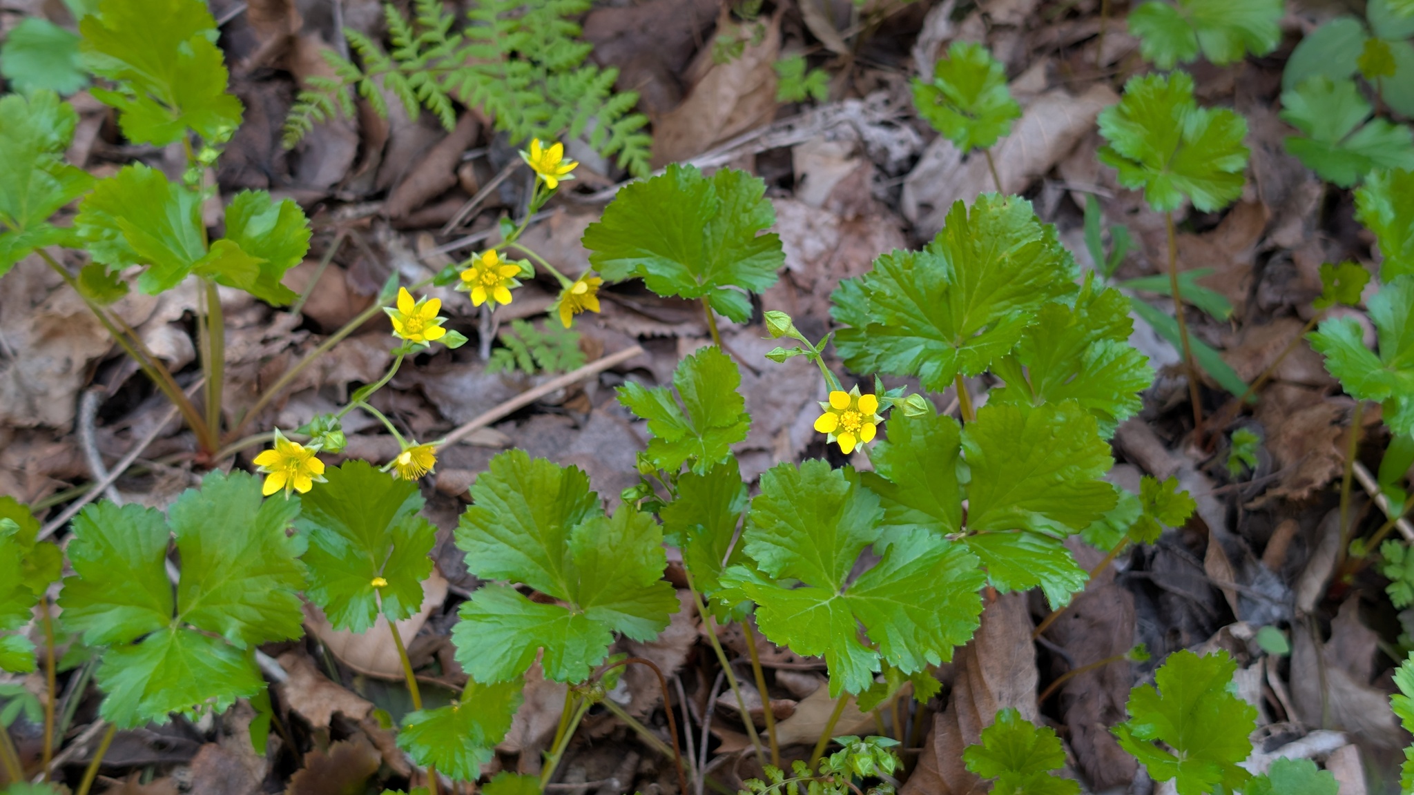 Barren-Strawberry (Waldsteinia fragarioides)