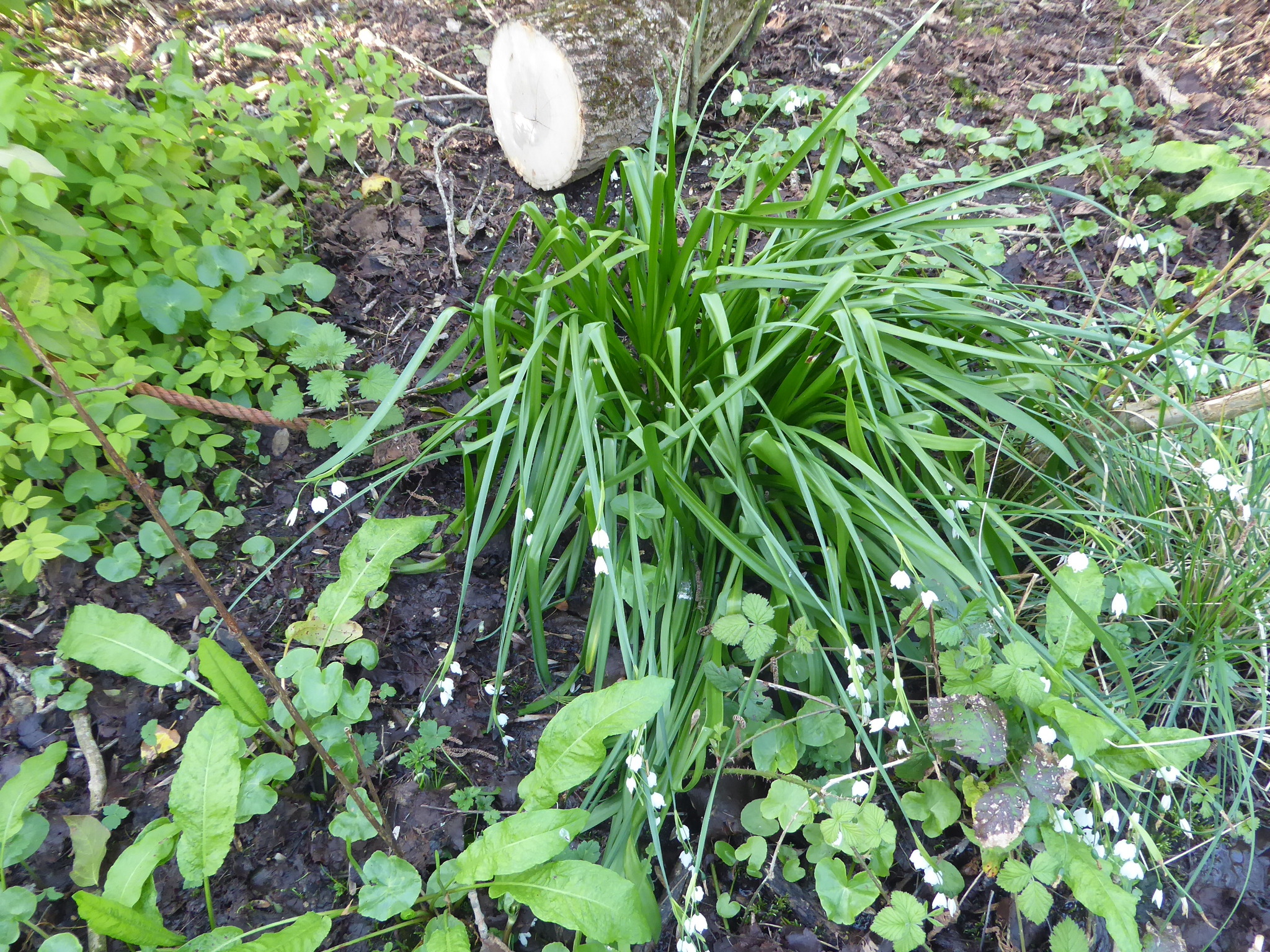 Summer Snowflake (Leucojum aestivum)