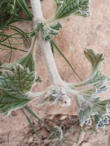 Marrubium alysson (Marrubium alysson)
