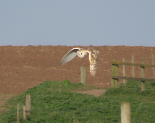 Lechuza común (Tyto alba)