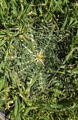 Red Star-Thistle (Centaurea calcitrapa)