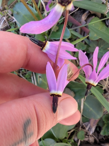 Henderson's shooting star (Primula hendersonii)