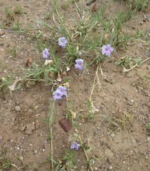 Ruelliopsis setosa