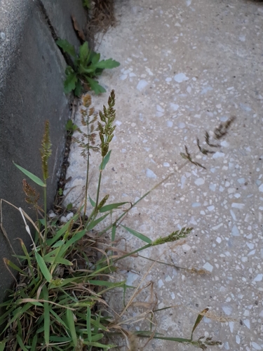 water beard grass (Polypogon viridis)