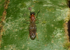 Merosargus
