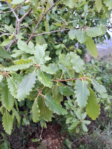 Quercus canariensis, photograph 6