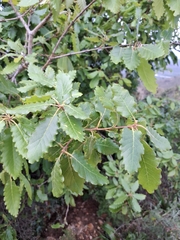 Quercus canariensis, photograph author not stated, no rights reserved
