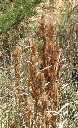 Maritime Bushy Bluestem (Anatherum tenuispatheum)