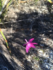 Disa obliqua