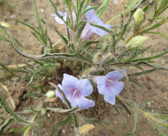 Ruelliopsis setosa