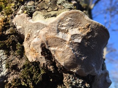 Phellinus populicola