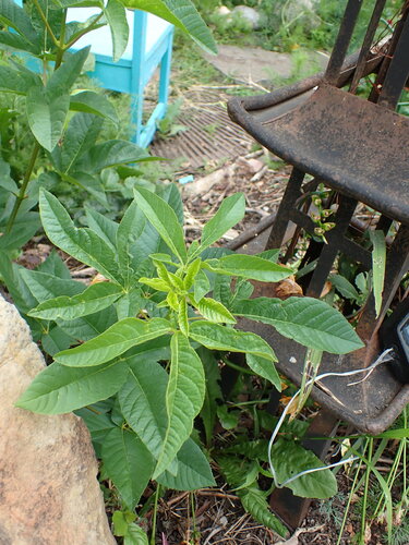 California Buckeye (Aesculus californica)
