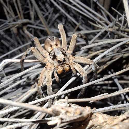 Lycosa capensis