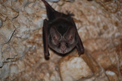 Macrotus waterhousii