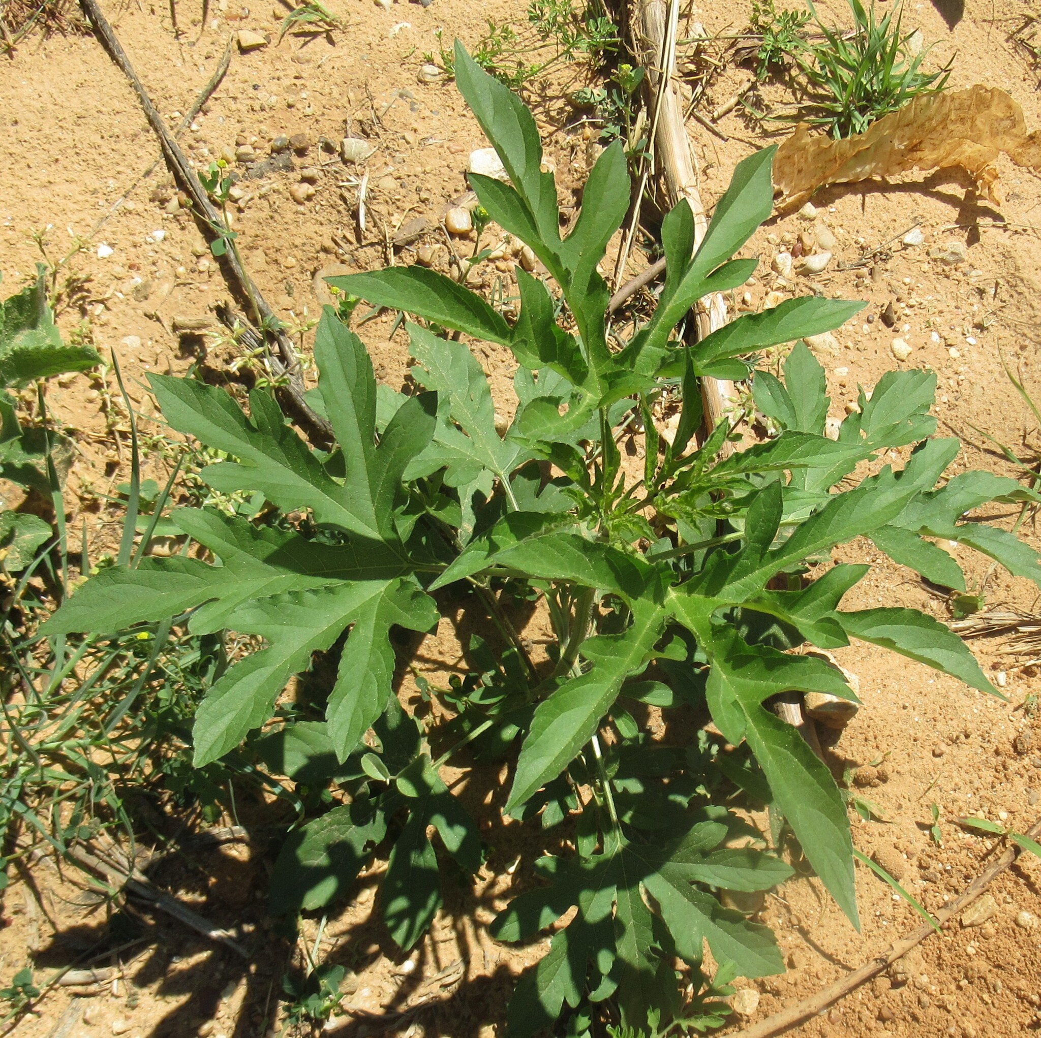 Giant Ragweed (Ambrosia trifida)