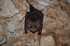 Macrotus waterhousii