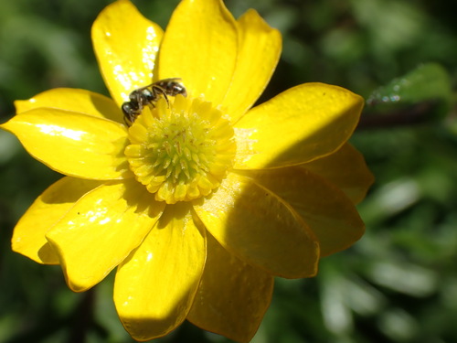 California buttercup (Ranunculus californicus)