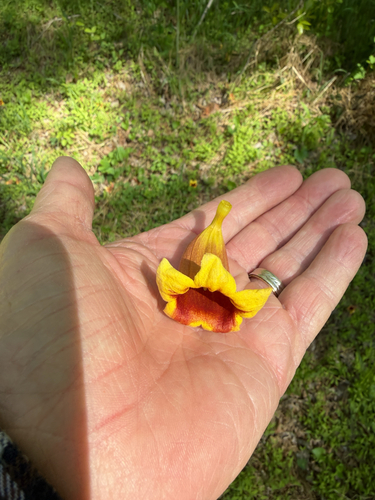 cross vine (Bignonia capreolata)