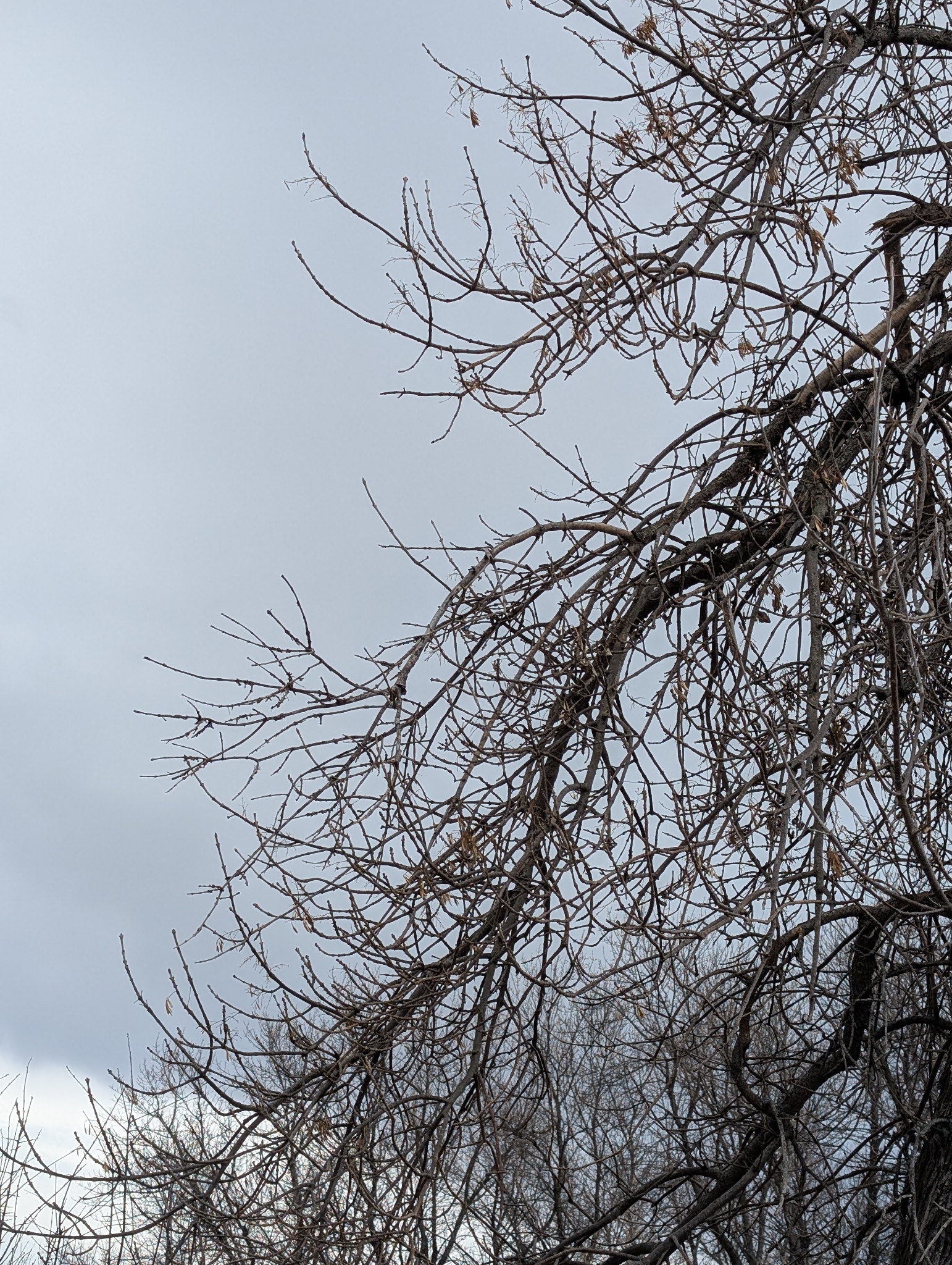 Green Ash (Fraxinus pennsylvanica)