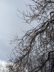 Le Frêne Vert (Fraxinus pennsylvanica)
