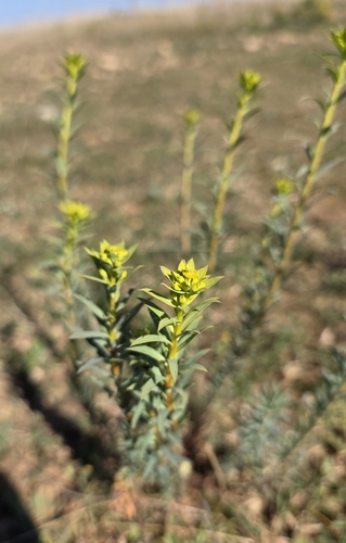 Euphorbia seguieriana (Euphorbia seguieriana)