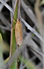 Virbia opella