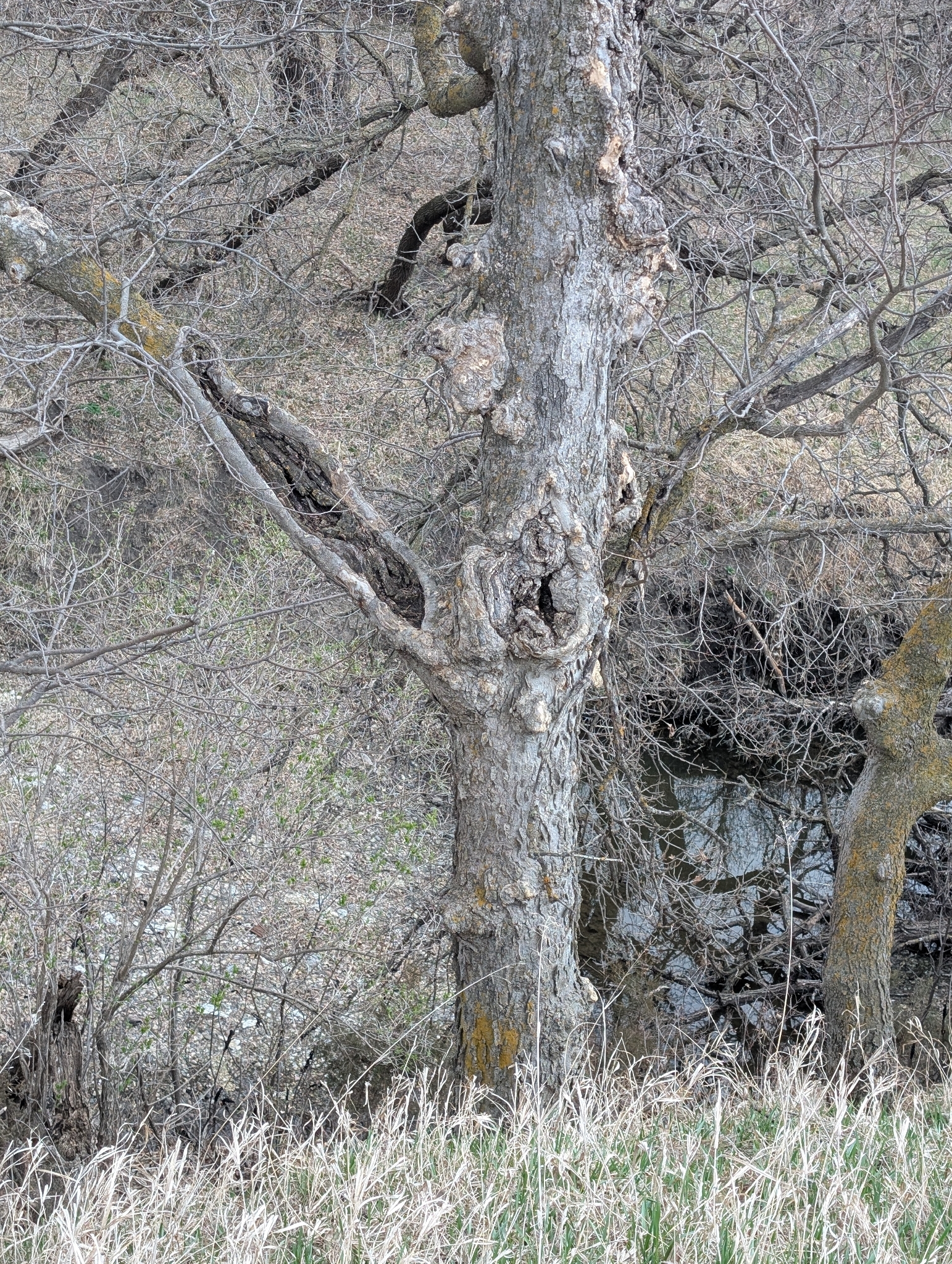 Common Hackberry (Celtis occidentalis)