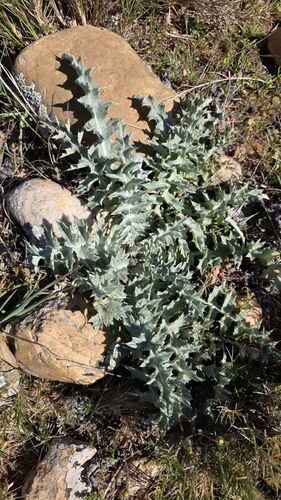Illyrian Cottonthistle (Onopordum illyricum)