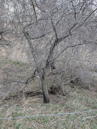 common buckthorn (Rhamnus cathartica)