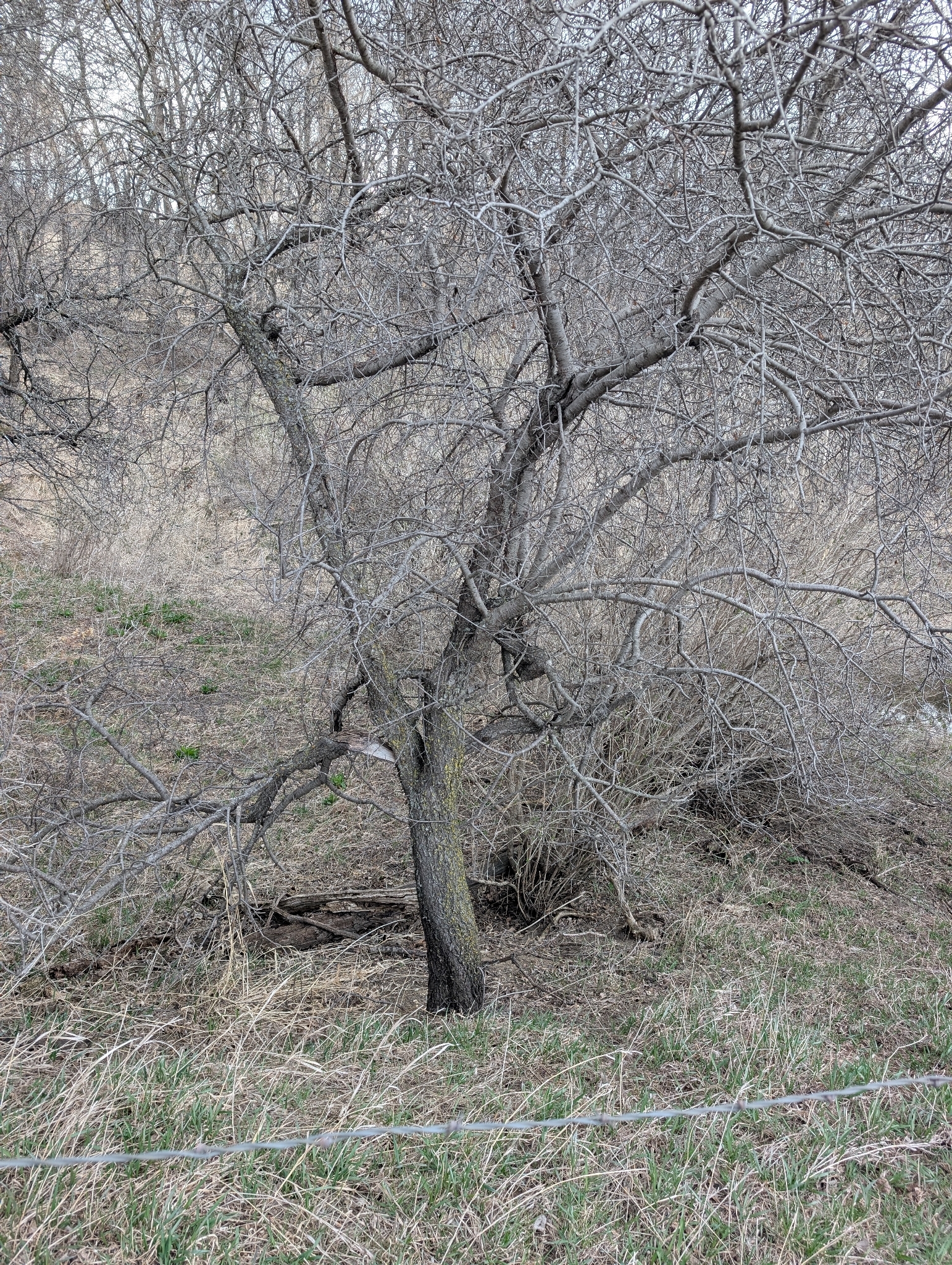 Common Buckthorn (Rhamnus cathartica)