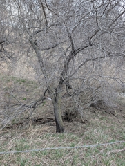 Gemeiner Kreuzdorn (Rhamnus cathartica)