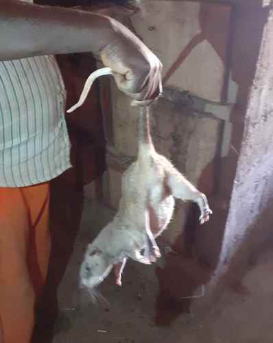 Northern Giant Pouched Rat