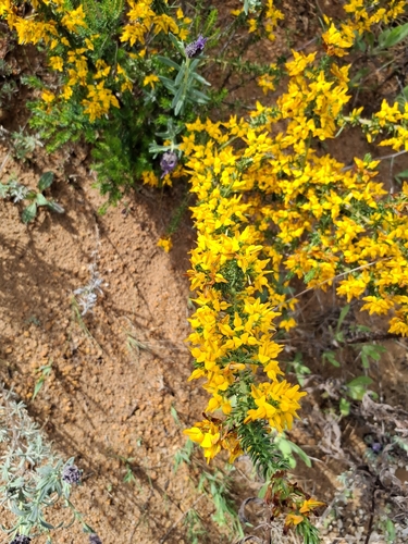 Indian Yellow Saree (Genista triacanthos)