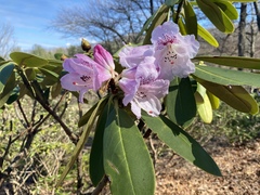 Rhododendron sutchuenense