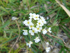 Capsella grandiflora