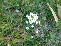 Capsella grandiflora