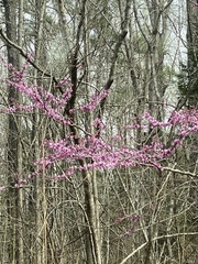 Cercis canadensis canadensis