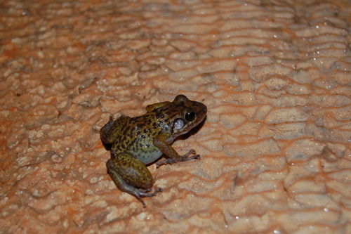 Barahona Rock Frog, Eleutherodactylus alcoae