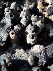 Agathomyia wankowiczii