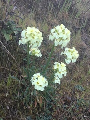 Erysimum concinnum