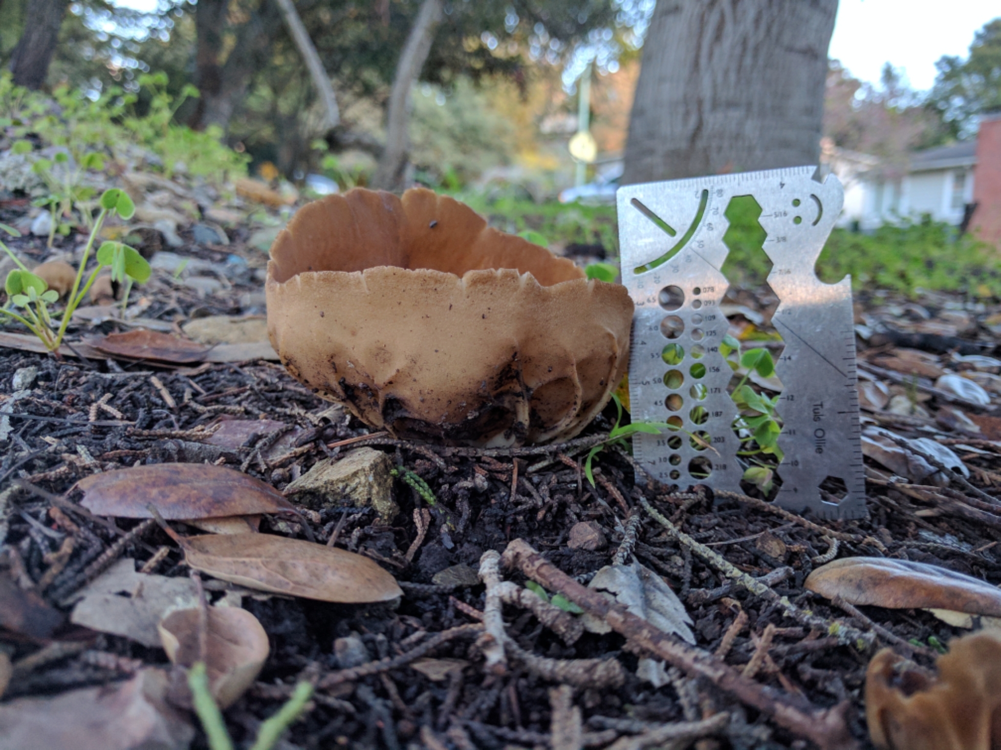 Helvella acetabulum image