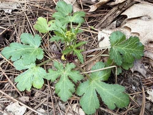 Pacific Sanicle (Sanicula crassicaulis)