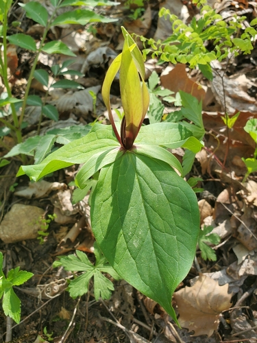 Trillium viridescens, photograph 3
