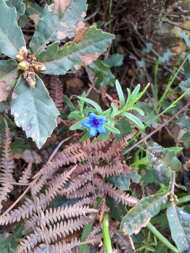 Lithodora Prostrata (Glandora prostrata)