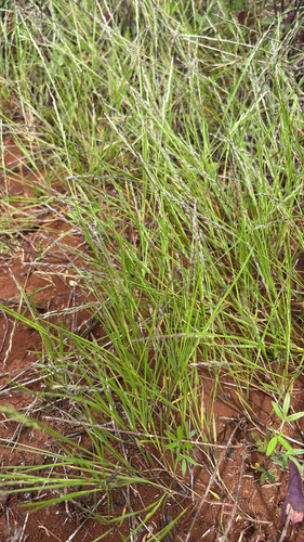 Panicum fauriei observed 2026-04-07