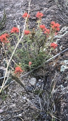 Castilleja lanata