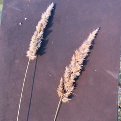 Enneapogon cenchroides