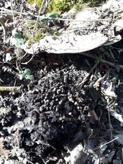 Agathomyia wankowiczii