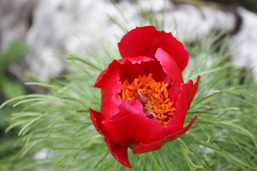 Paeonia tenuifolia (Paeonia tenuifolia)