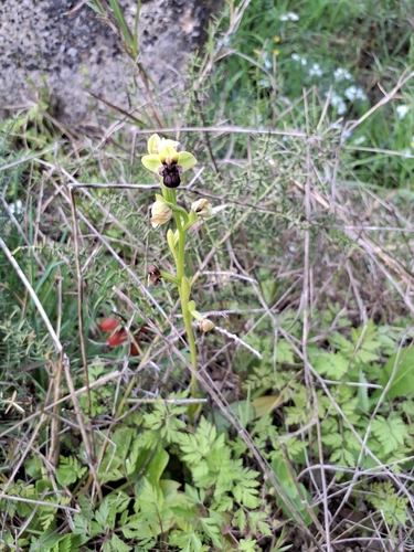 Bumble Bee Orchid (Ophrys bombyliflora)
